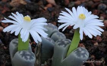 Điều hoàn mỹ nhất
